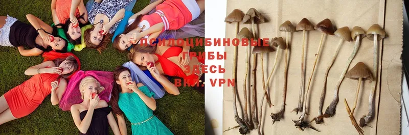 Псилоцибиновые грибы Psilocybine cubensis  дарнет шоп  Безенчук 